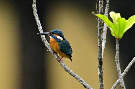 如何讓鳥來築巢|野鳥叫聲好滋擾？家中有野鳥築巢怎麼辦？漁護署教你。